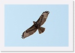 3 hiirihaukka Buteo buteo 5501 * 900 x 600 * (245KB)